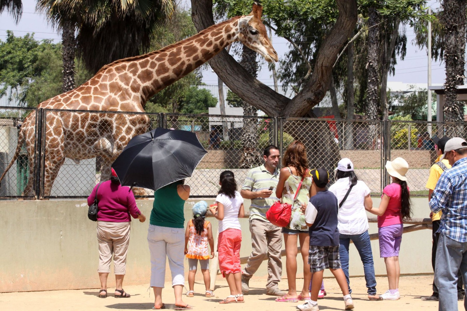Los animales tienen una capacidad auditiva más amplia que se verá afectada por los sonidos de la construcción de la Arena Lima. Foto: Andina