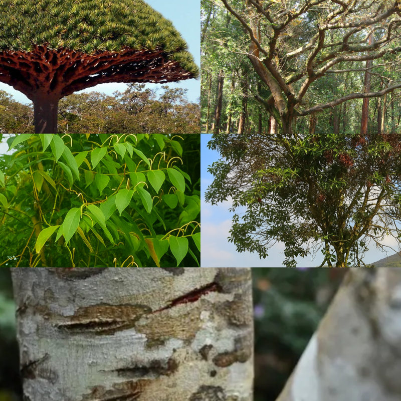 Plantas medicinales peruanas. Foto: Collage