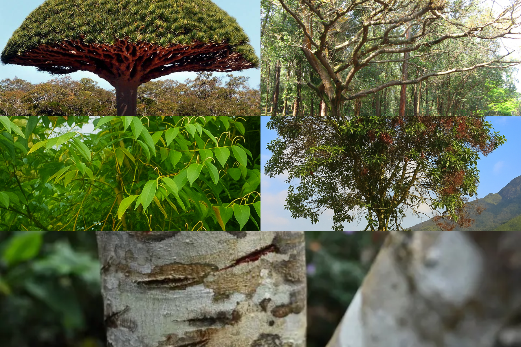 Plantas medicinales peruanas. Foto: Collage