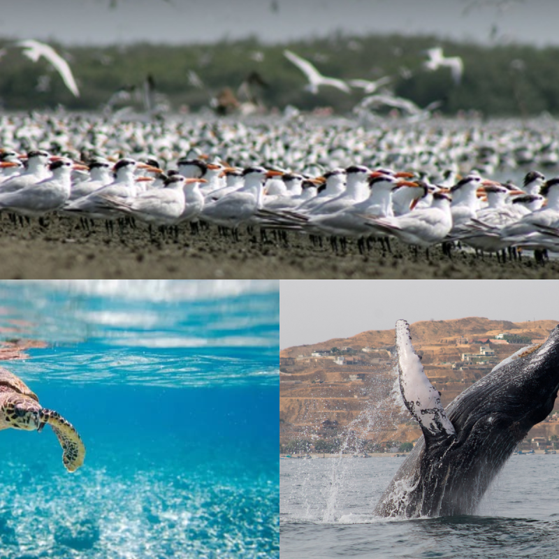 Especies clave de la megafauna marina peruana en riesgo