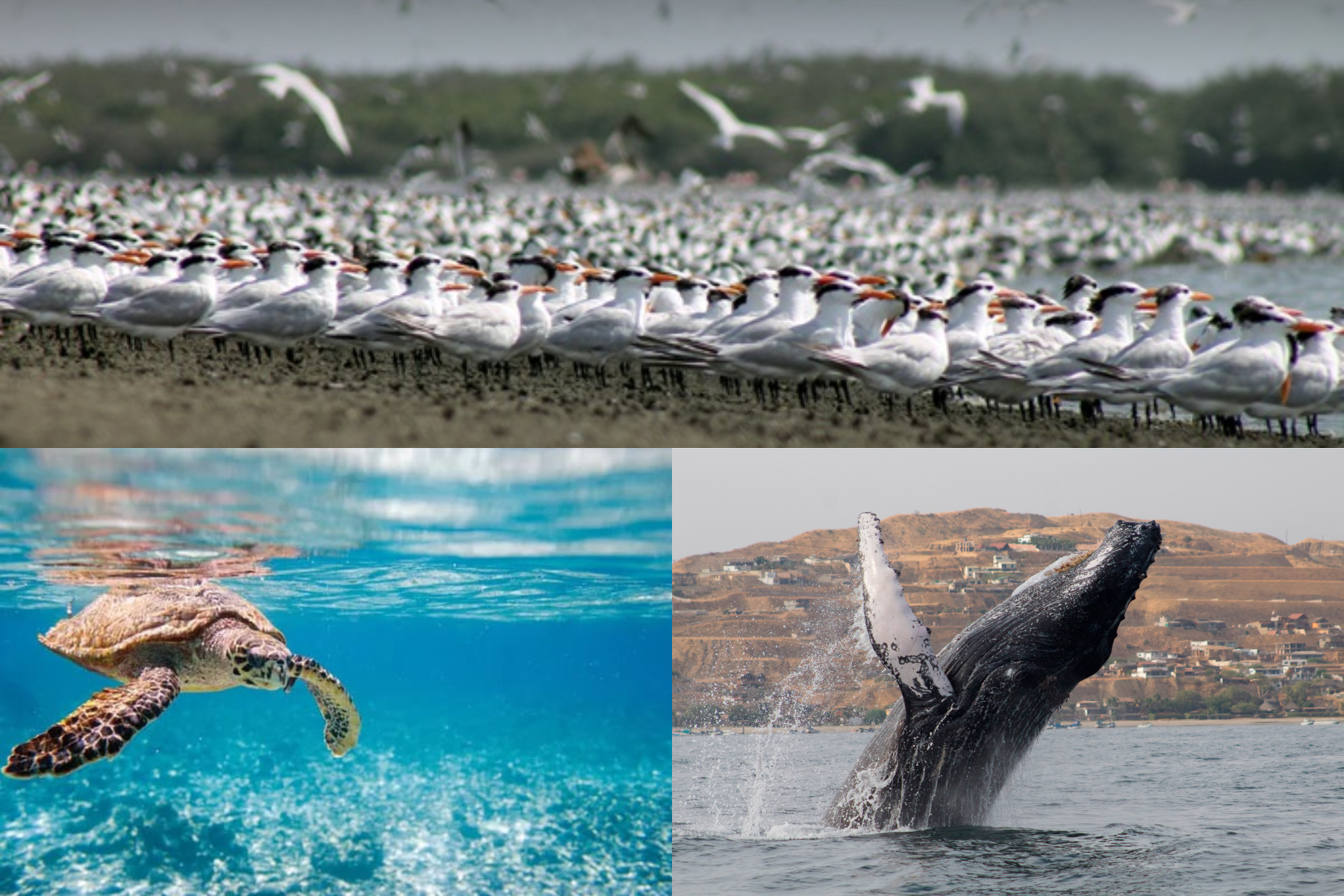 Especies clave de la megafauna marina peruana en riesgo