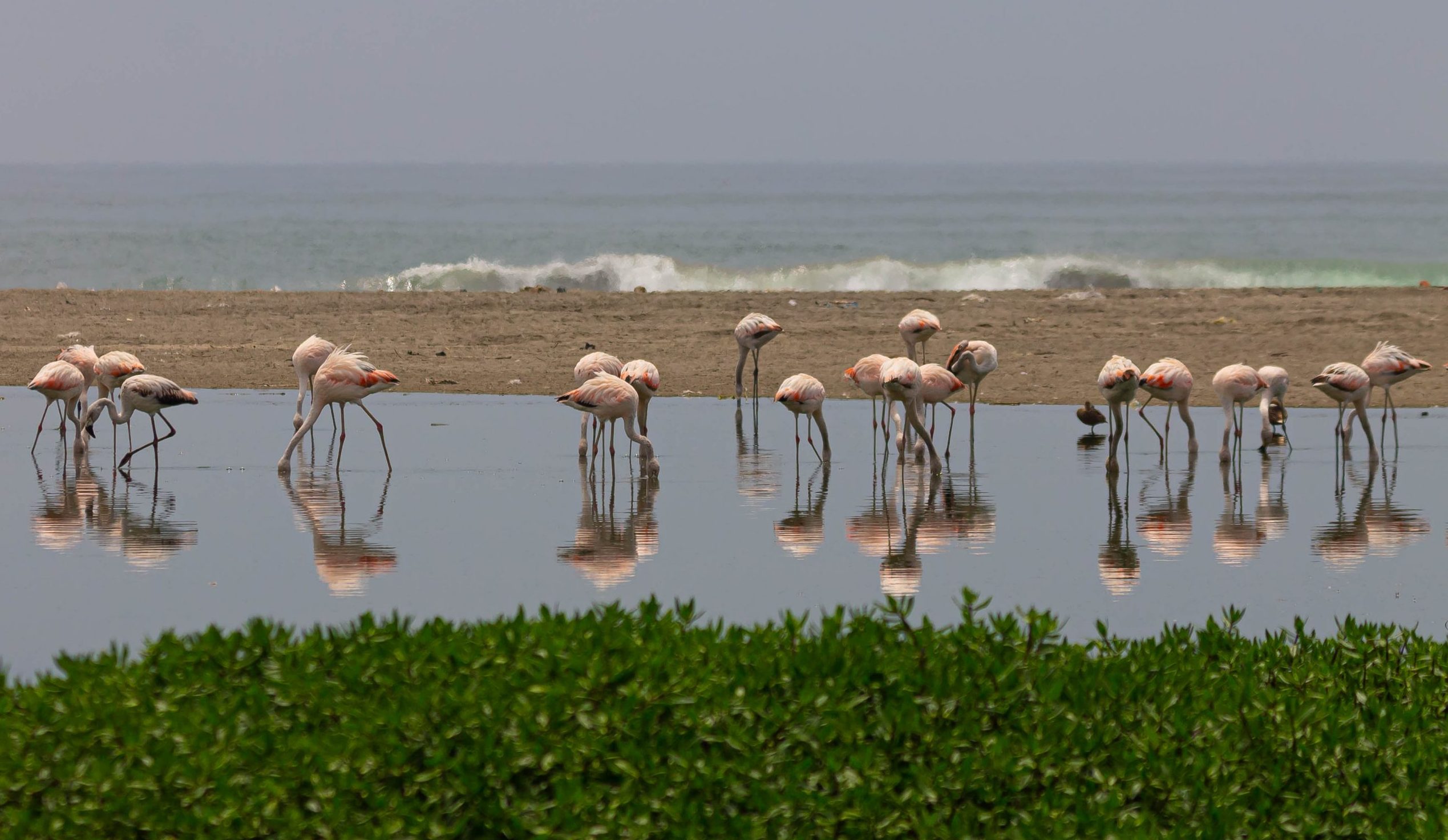 Phoenicopterus chilensis / Foto: David Montes-Iturrizaga