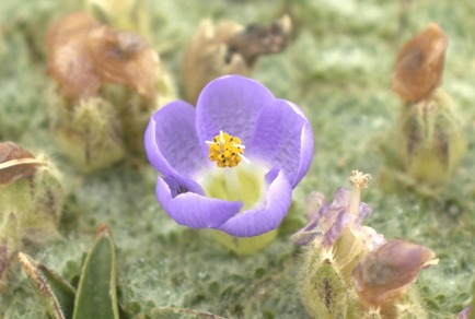 Plantas descubiertas en los Andes Peruanos. Foto: Piero Mazzei