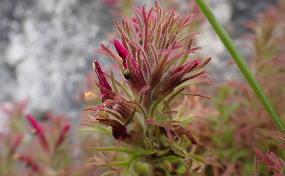 Castilleja isidoroi – nueva especie de planta descrita en Amazonas y Cajamarca, en el norte de Perú